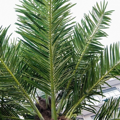Künstlicher Kokosnuss-Palme-Fiberglas-Baum-Mall-Strand-Bäume im Freien