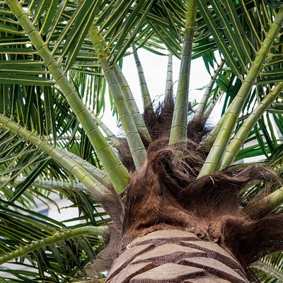 Künstlicher Kokosnuss-Palme-Fiberglas-Baum-Mall-Strand-Bäume im Freien